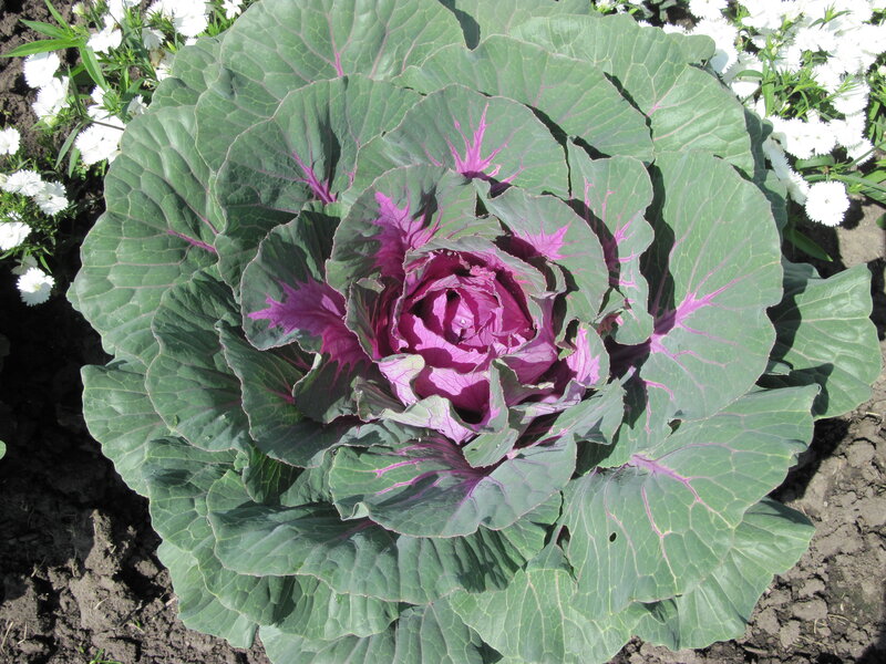 Purple Cabbage Plant — Green