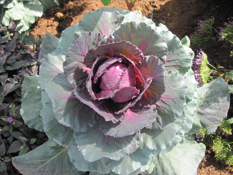 Purple Cabbage Plant