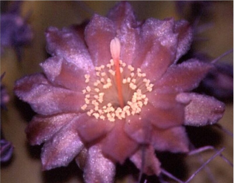 purple cactus flower bloom