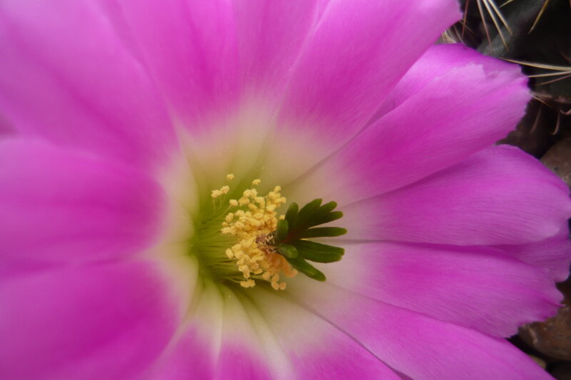 Purple Cactus Flower — Calm