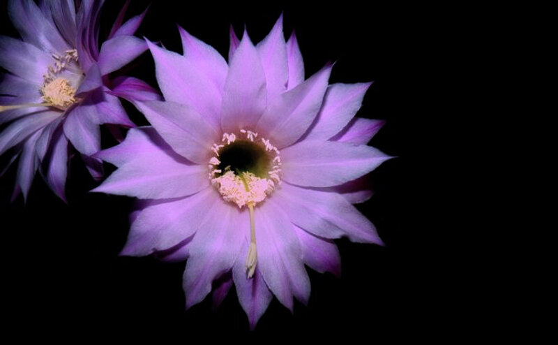 Purple Cactus Flower — Dramatic, Night