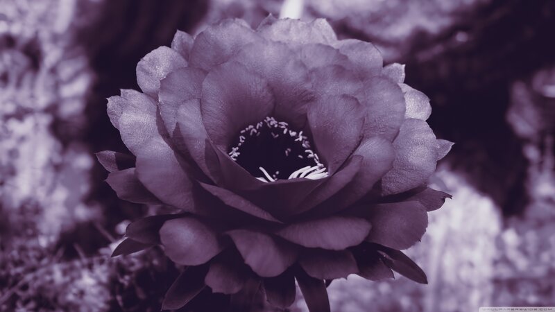 Purple Cactus Flower — Dramatic, Photograph, Petals