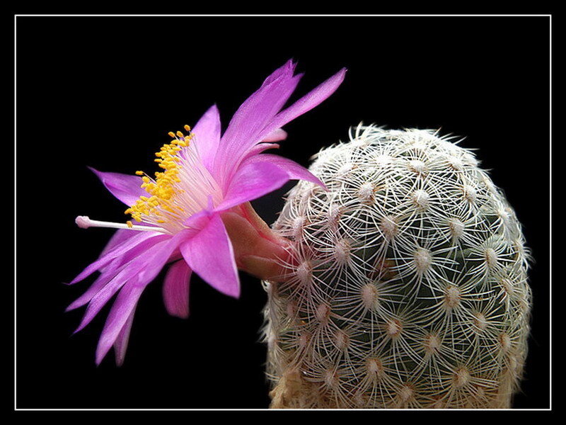 Purple Cactus Flower — Dramatic, Photograph, Spines