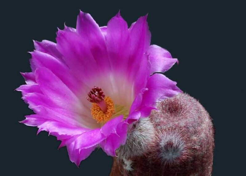 Purple Cactus Flower — Dramatic, Photograph, Stamen