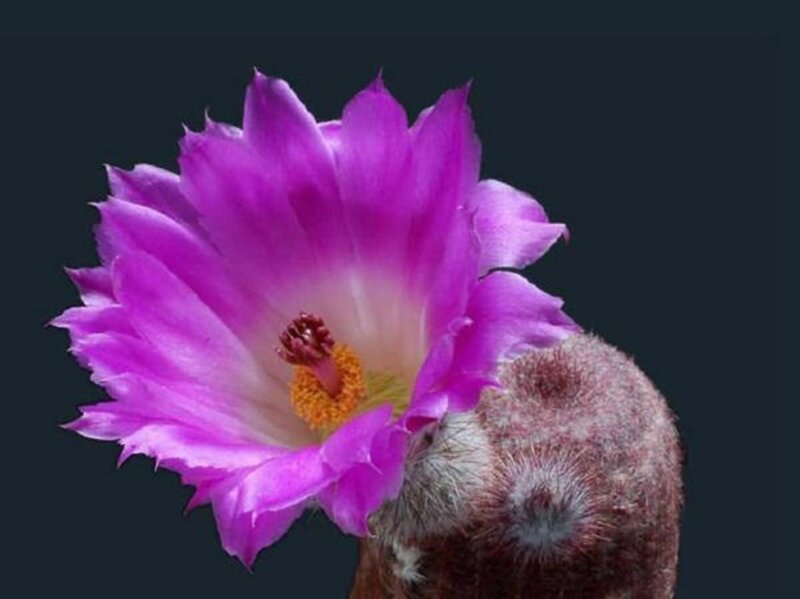 Purple Cactus Flower — Dramatic, Photograph
