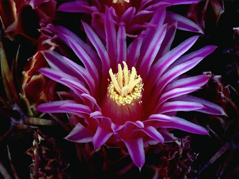 Purple Cactus Flower — Dramatic