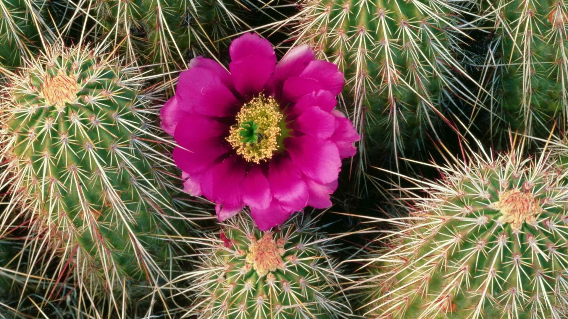 Purple cactus flower in bloom
