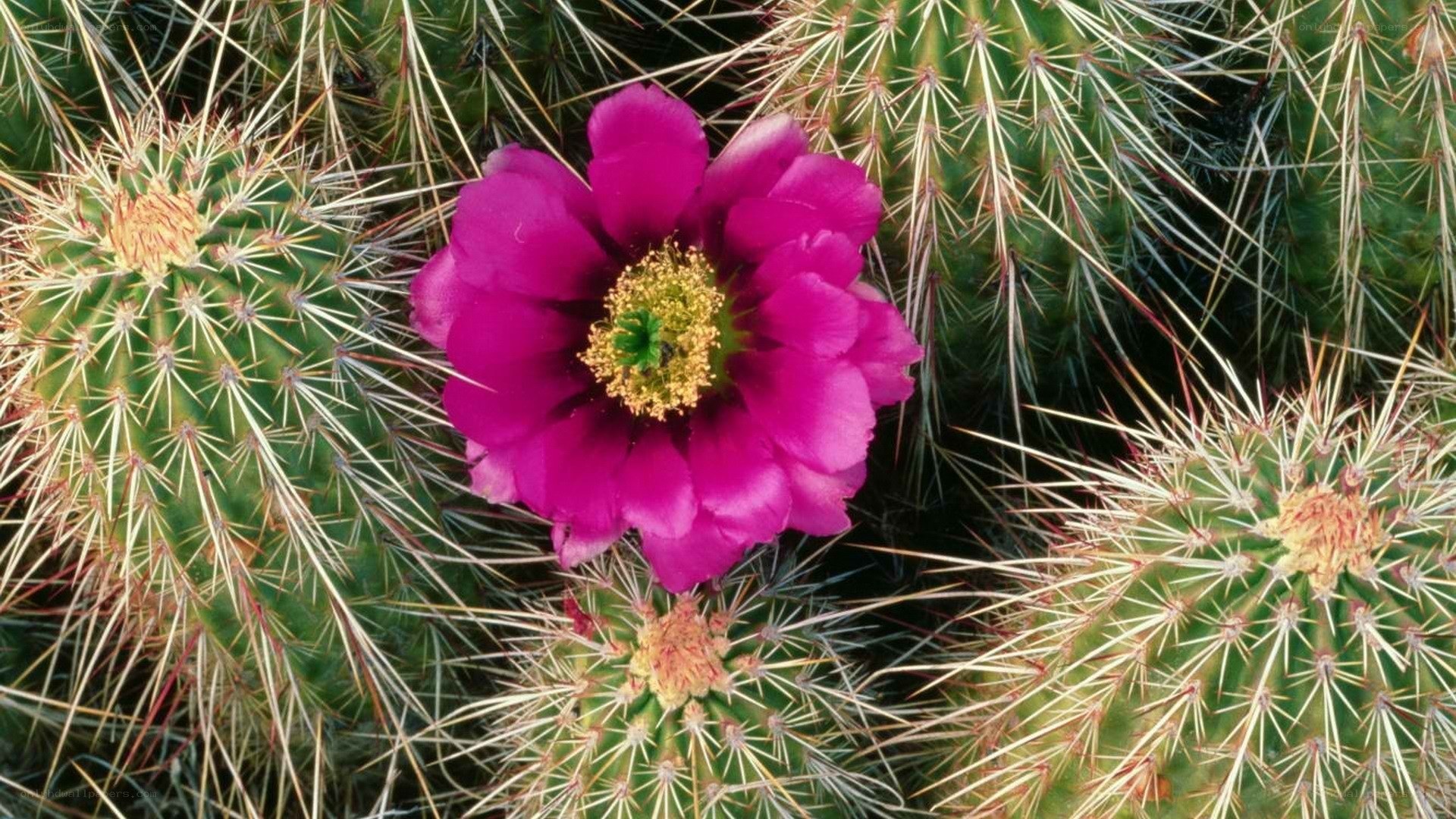 Purple cactus flower in bloom