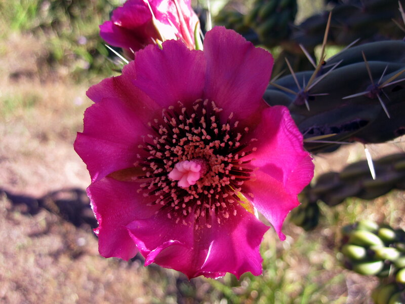 Purple Cactus Flower — Magenta