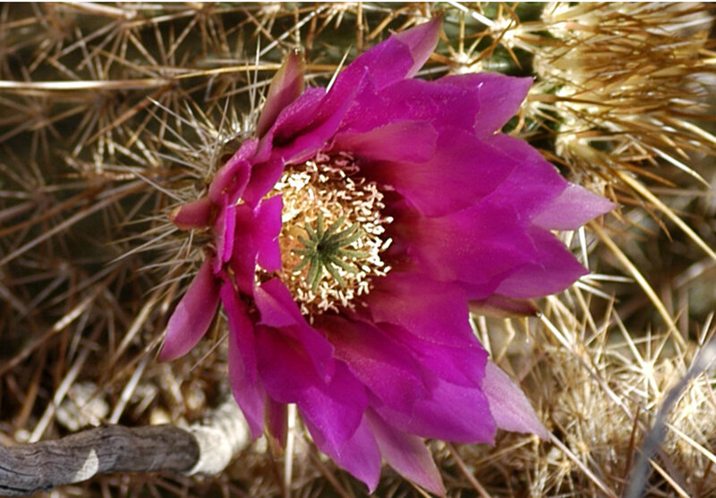 Purple Cactus Flower — Natural, Afternoon