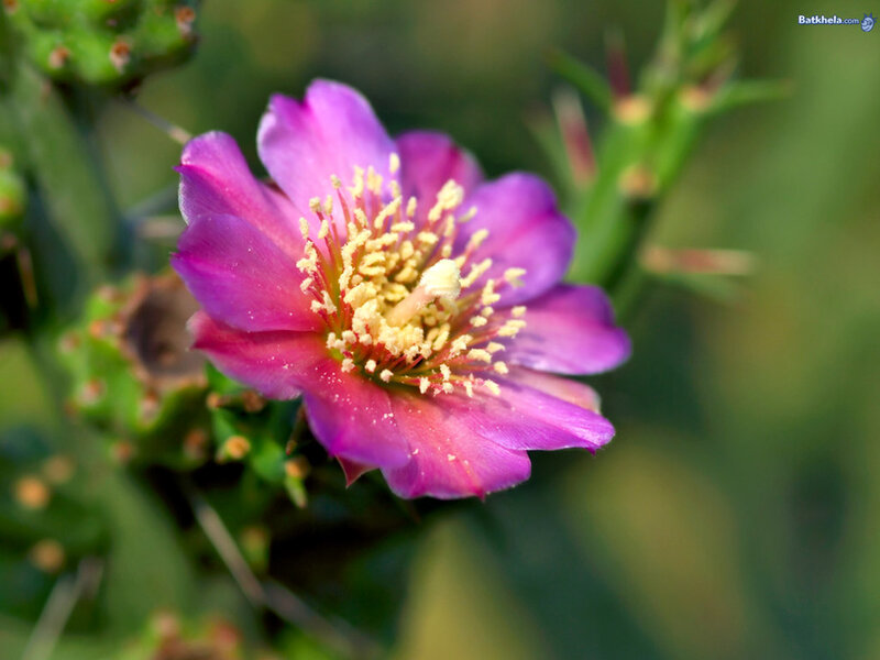 Purple Cactus Flower — Natural