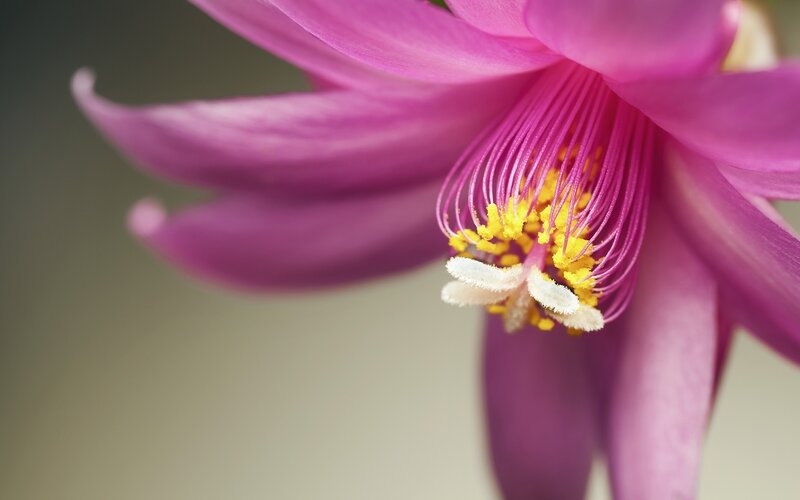 Purple Cactus Flower — Pink, Serene
