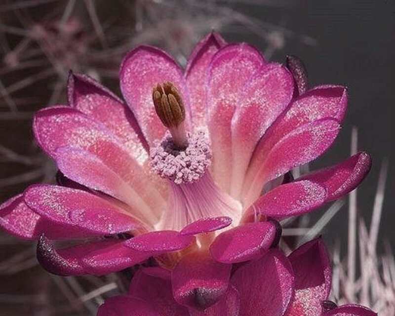 Purple Cactus Flower — Pink