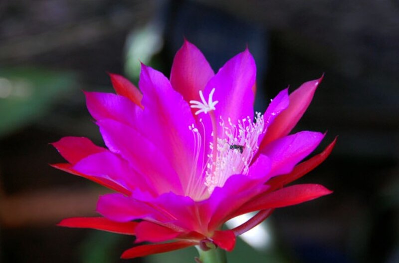 Purple Cactus Flower