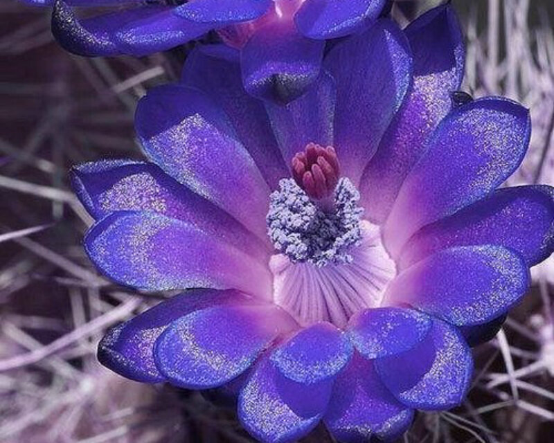 Purple Cactus Flower — Vibrant, Photograph, Petals, Center