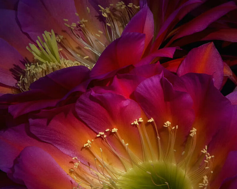 Purple Cactus Flower — Vibrant, Photograph, Petals