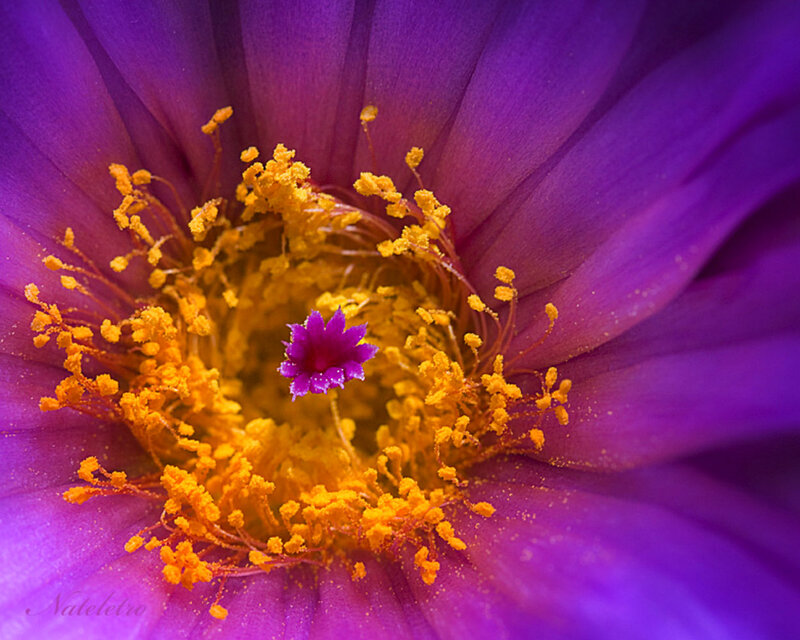 Purple Cactus Flower — Vibrant, Photograph