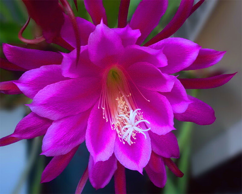 Purple Cactus Flower — Vibrant
