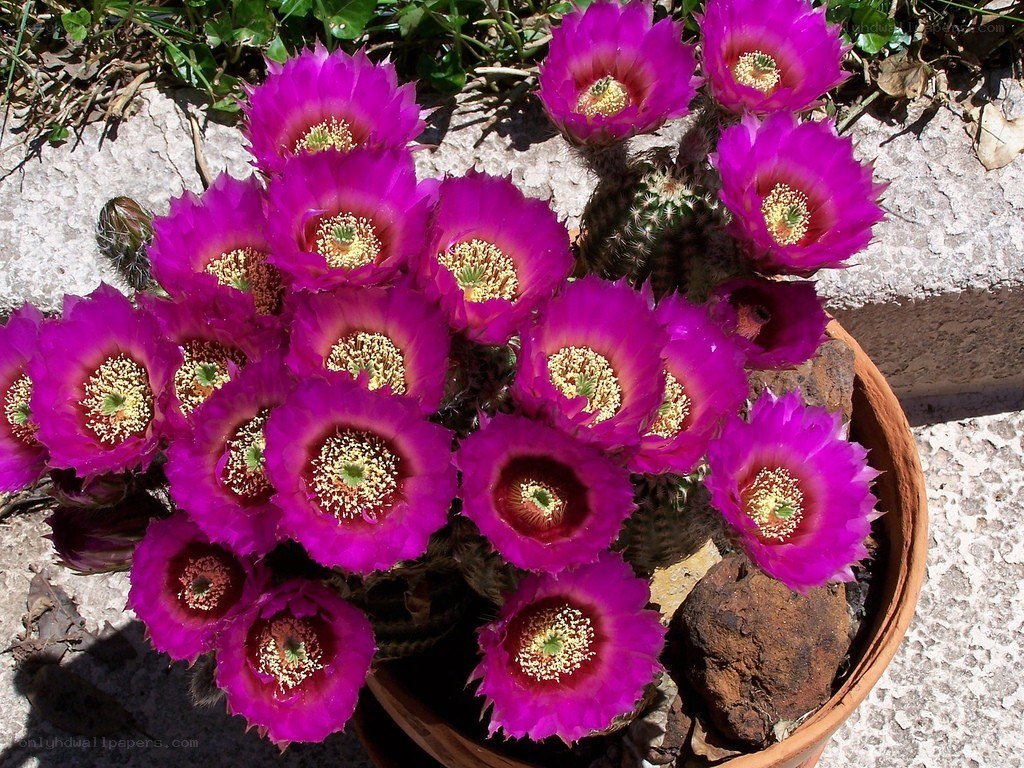 Purple cactus flowers in bloom