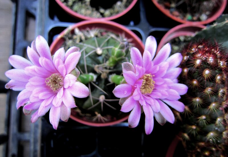 Purple Cactus Flowers