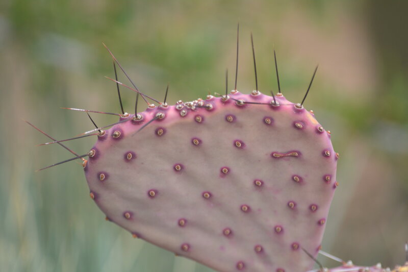 Purple Cactus Pad