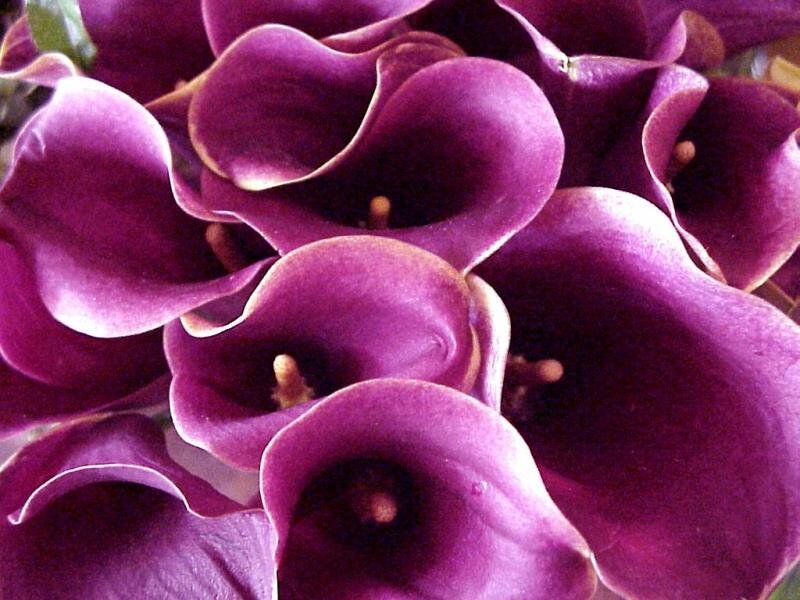 Purple Calla Lilies — Calm, Photograph