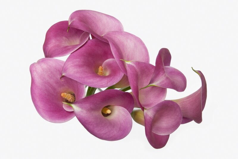Purple Calla Lilies — Calm