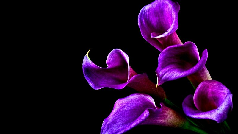 Purple Calla Lilies — Dramatic, Photograph, Flowers, Stem
