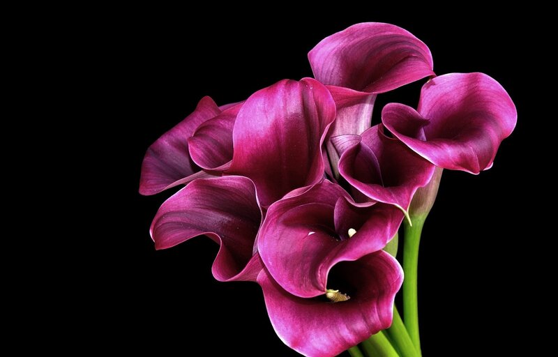 Purple Calla Lilies — Dramatic, Photograph, Flowers, Stems, Black Background