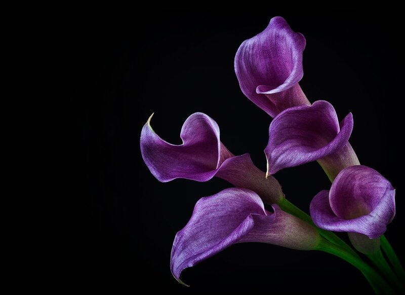Purple Calla Lilies — Dramatic, Photograph, Flowers, Stems