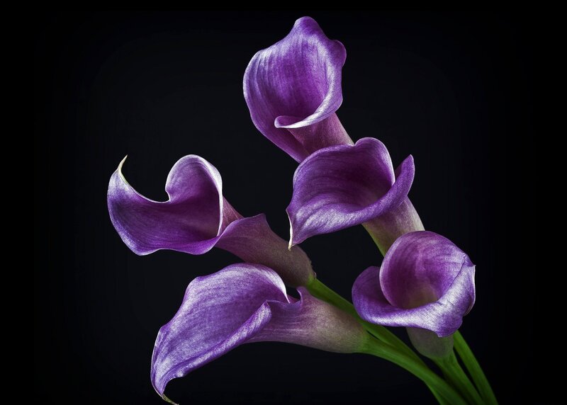 Purple Calla Lilies — Dramatic, Photograph, Flowers
