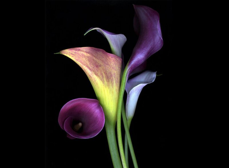Purple Calla Lilies — Dramatic, Photograph