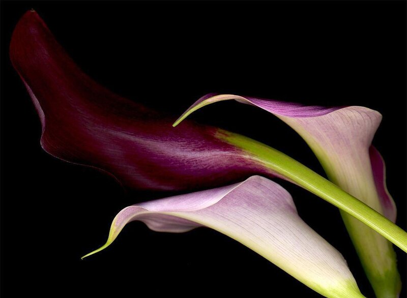 Purple Calla Lilies — Dramatic