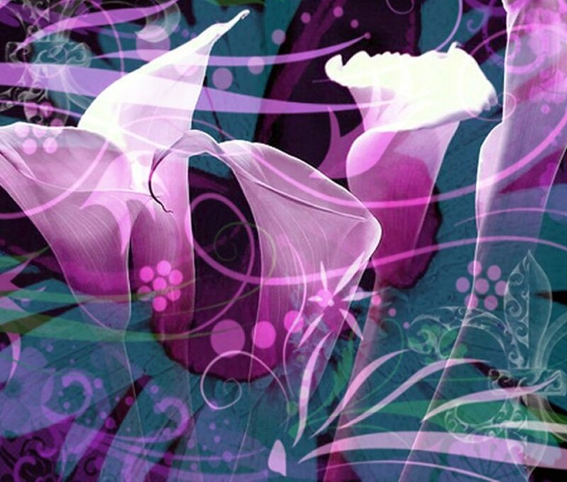Purple Calla Lilies — Dreamy