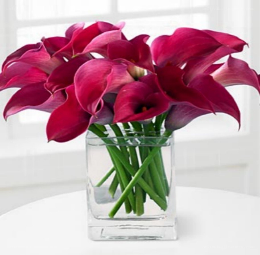 Purple calla lilies in a vase