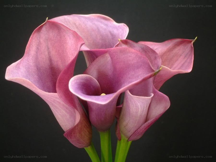 Purple calla lilies in bloom