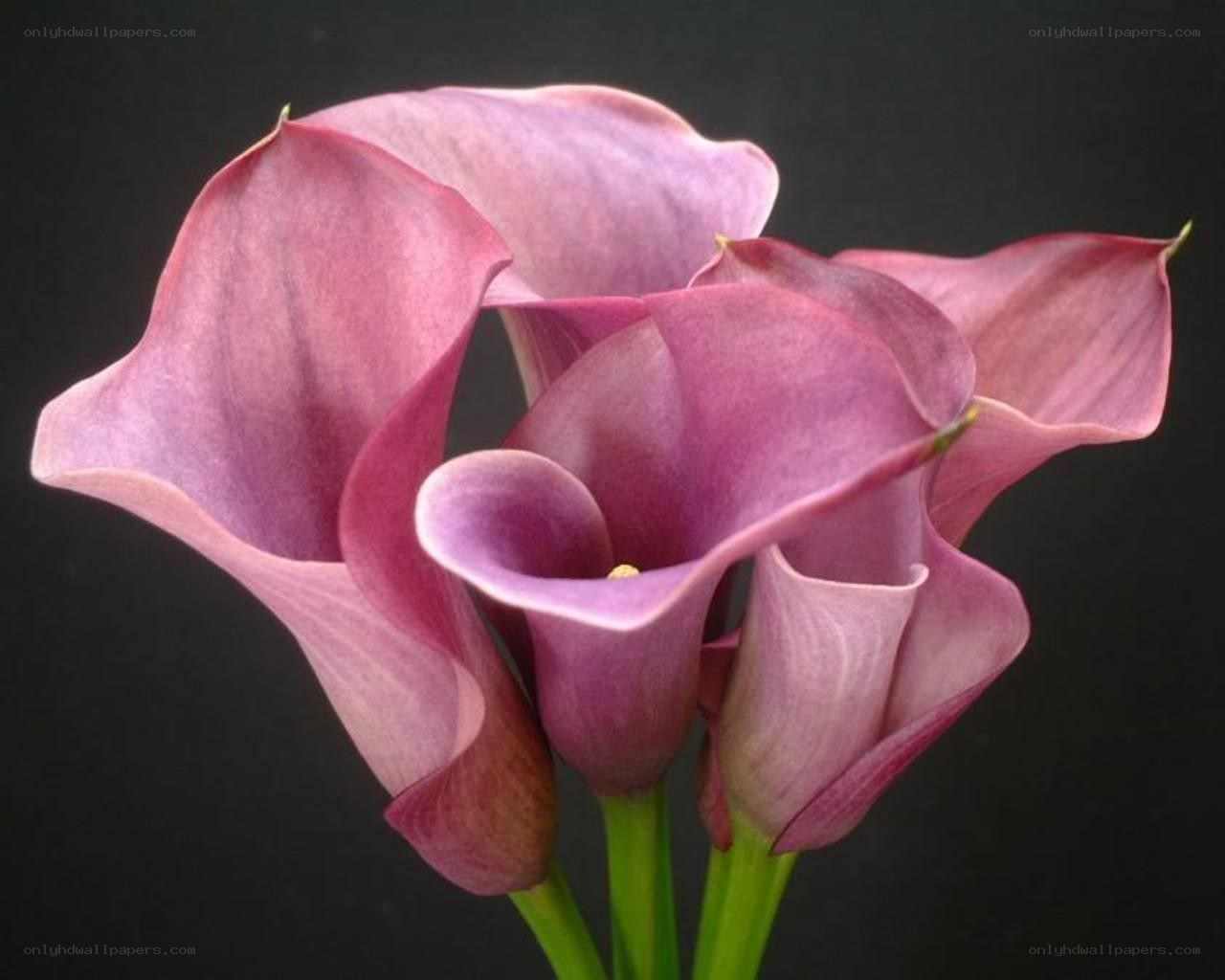Purple calla lilies in bloom