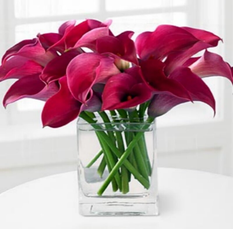 Purple Calla Lilies in Vase — Serene