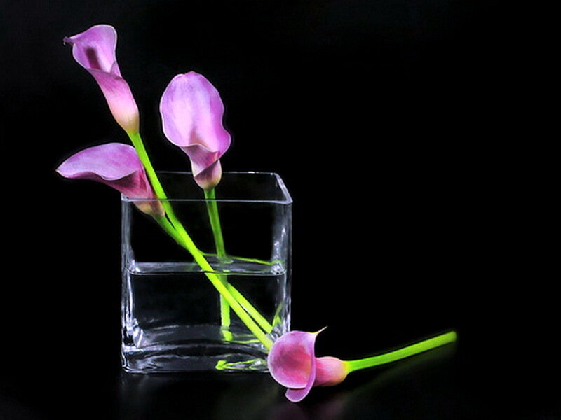 Purple Calla Lilies in Vase