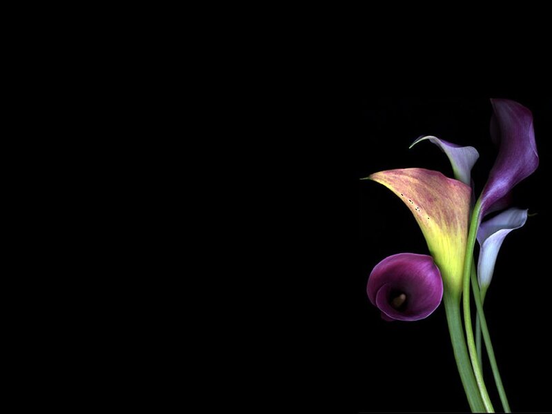 Purple calla lilies on black