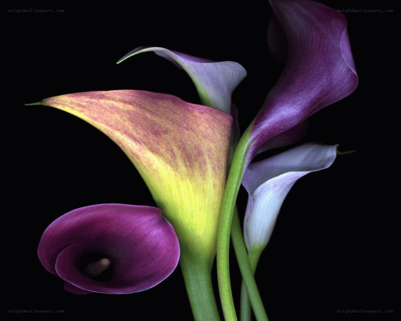 Purple calla lilies on black