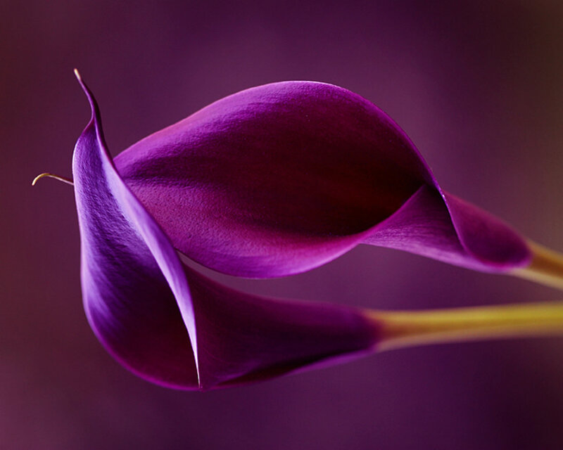 Purple Calla Lilies — Serene, Photograph