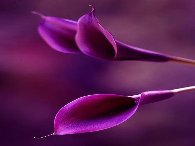 Purple Calla Lilies — Serene