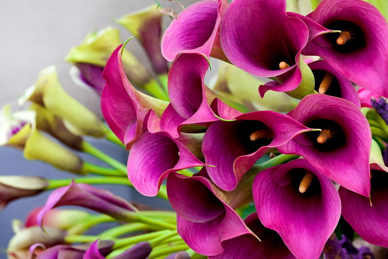 Purple Calla Lilies — Vibrant