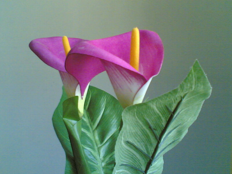 Purple calla lilies with green leaves