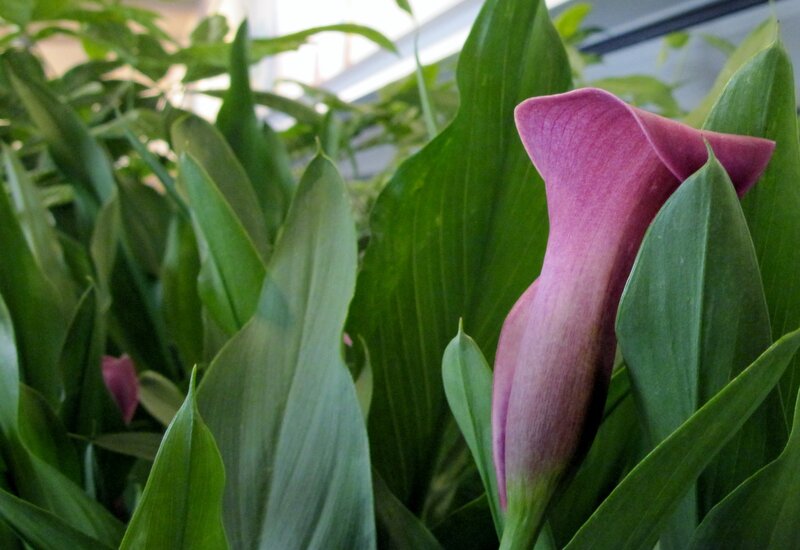 Purple Calla Lily — Calm