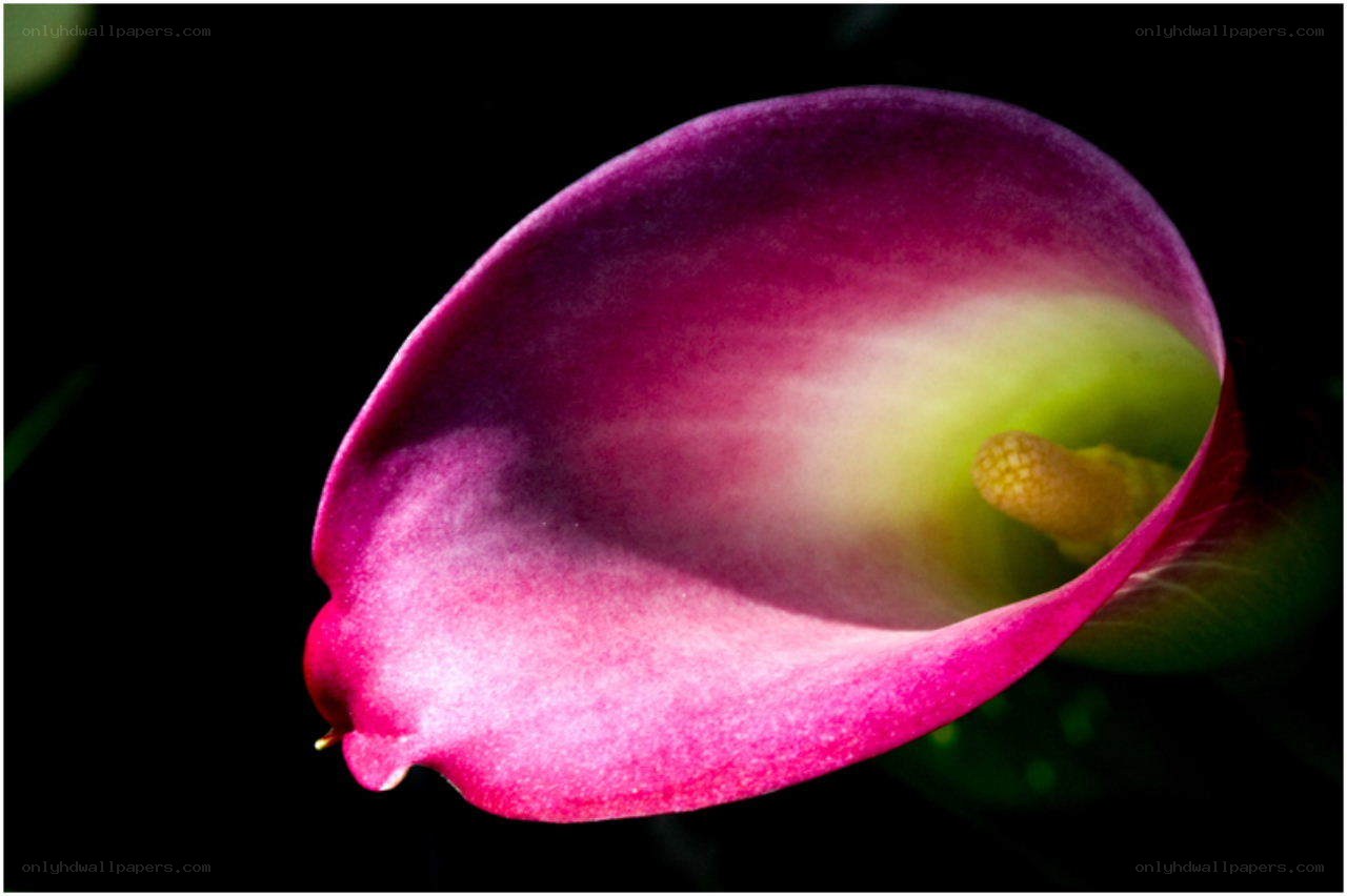 Purple calla lily close-up