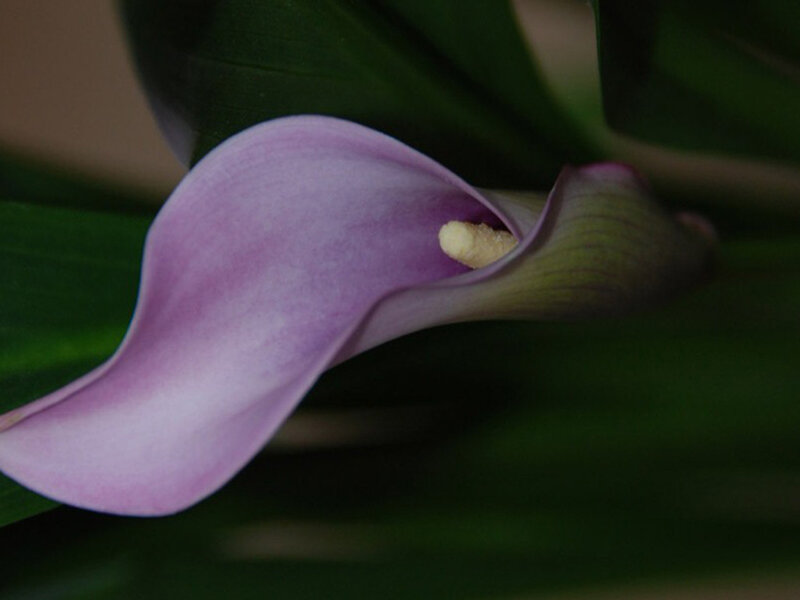 Purple Calla Lily Flower — Calm