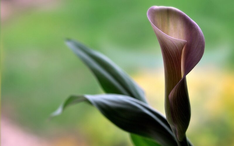 Purple Calla Lily Flower — Serene