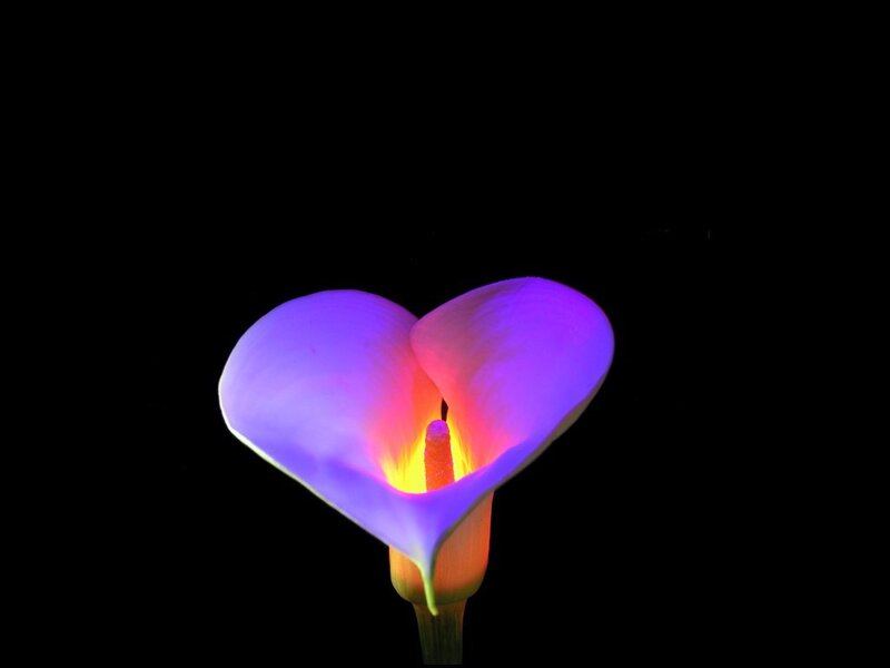 purple calla lily flower
